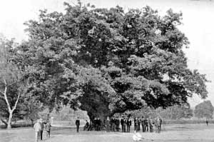 The Major Oak, Sherwood Forest. 