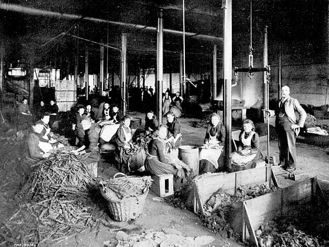 Tobacco Sorting and Spreading Room at the Castle Tobacco Factory.