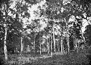 Birches in Birkland, Sherwood Forest: bracken undergrowth.
