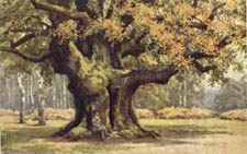The Major Oak, Sherwood Forest.