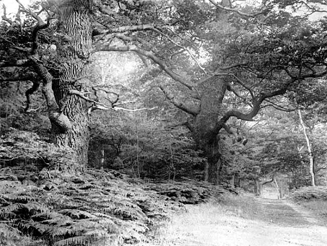 Sherwood Forest oaks, Edwinstowe, Notts.